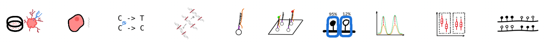 Timeline of methylation analysis steps